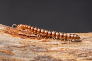 Mille-pattes dans la maison